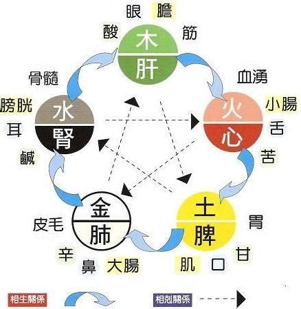 五臟六腑 五行|五臟六腑